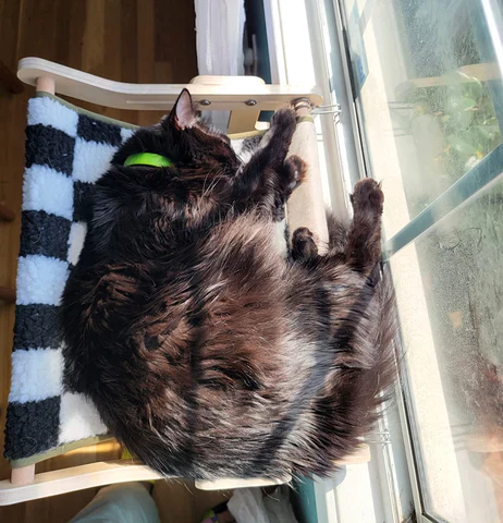 🐾 Flexicama para Gatos – Hamaca Ajustable Premium para Ventana y Muebles