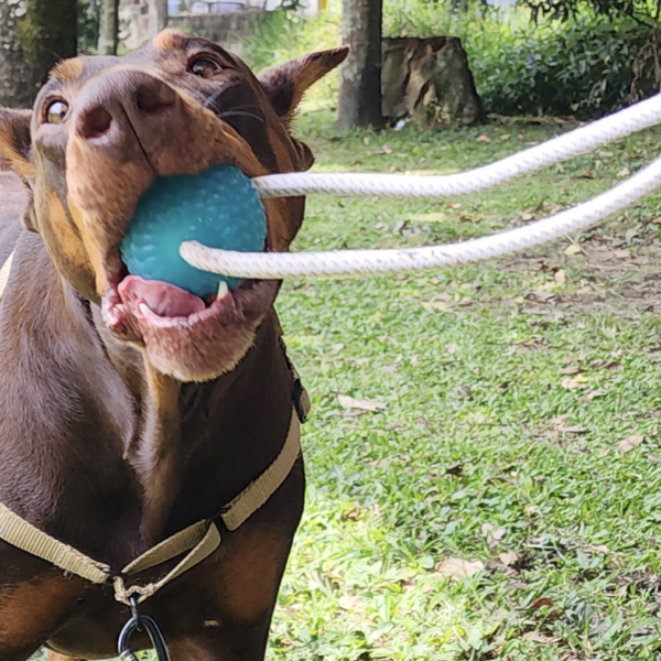🐾 COMBO PARA MASCOTAS – Todo lo que necesitas para cuidar a tu mejor amigo 🐶✨